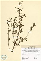 藏品(細葉金午時花)的圖片